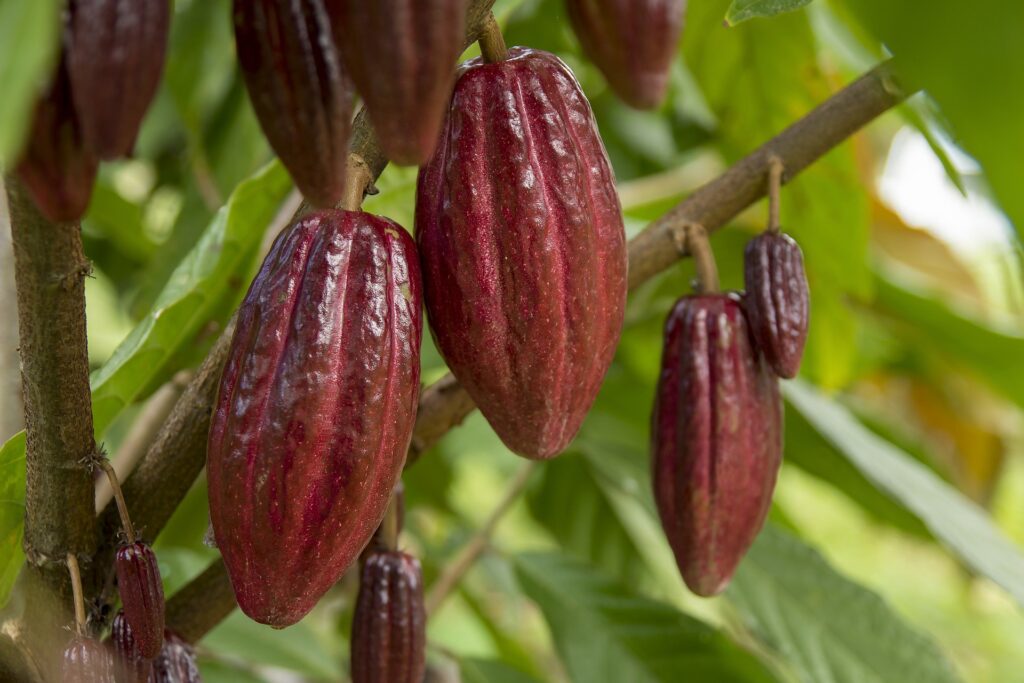 SEMINAR: Agriculture, Food Systems, Culinary Science, and Cultural Heritage in Mexico 2 fresh